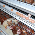 Geflügelfarm Hühnerkäfig Aus China